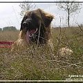 #leonberger #AptekaNatury