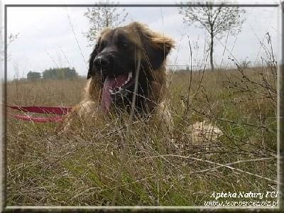 #leonberger #AptekaNatury