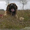 #leonberger #AptekaNatury