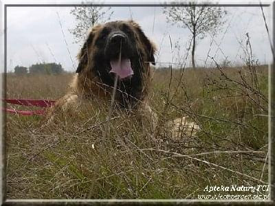 #leonberger #AptekaNatury