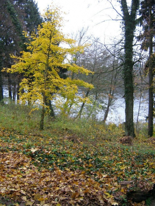 Stary cmentarz- Kalisz Pomorski
1 list. 2007 #jesień