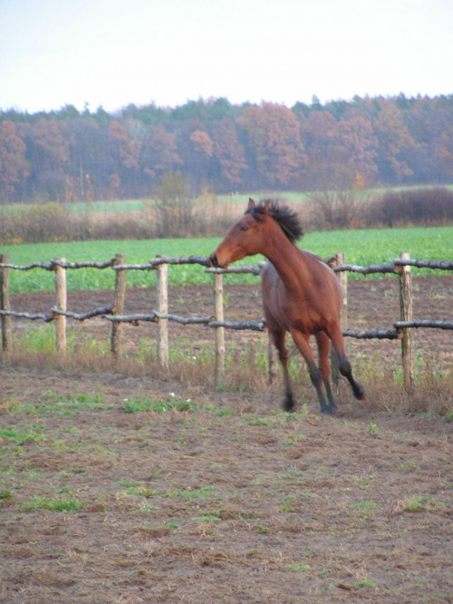 bagatela, elza, modelka #koniki