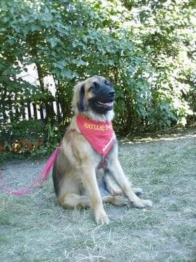 #leonberger #AptekaNatury