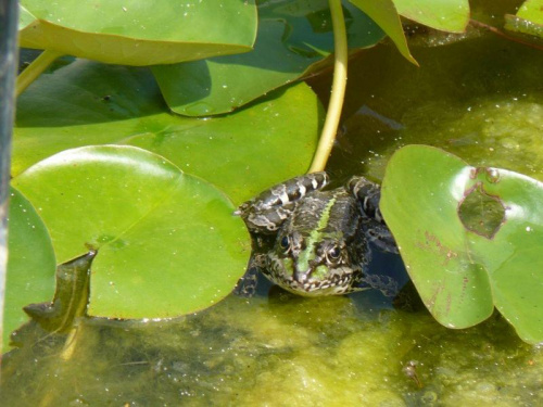 w ogrodzie botanicznym w Zagrzebiu Chorwacja 2008 rok. #Zagrzeb #Chorwacja #przyroda #fauna #flora