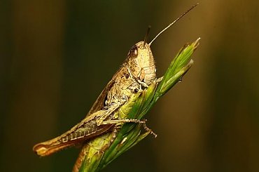 macro, owady, robaczki makro #macro #owady #RobaczkiMakro