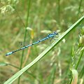 Łątka dzieweczka - Coenagrion puella . Data : 05.06.2008. Miejscowość : Piaski Wielkopolskie .