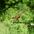 Szablak podobny - Sympetrum striolatum . Data : 27.07.2008. Miejscowość : Piaski Wielkopolskie .