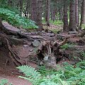 Karkonosze #Karkonosze #góry #drzewa #las