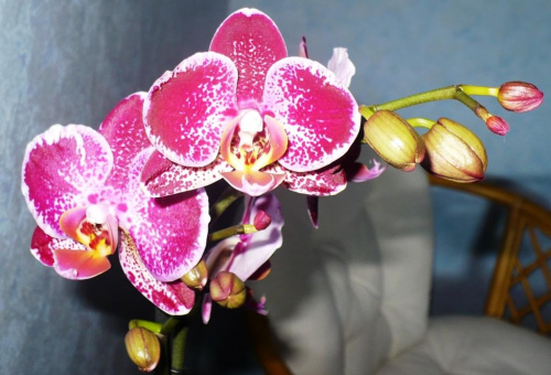 Kwiat falenopsisa