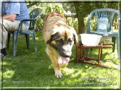 #leonberger #AptekaNatury