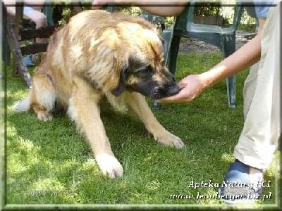 #leonberger #AptekaNatury