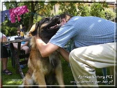 #leonberger #AptekaNatury