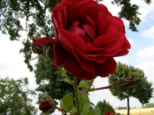 róża pnąca czerwona2