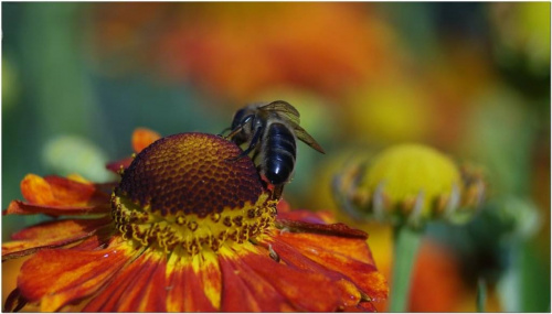 #makro #kwiaty #owady #pszczoła