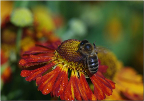 Pszczele pozdrowienia...Hi ! #makro #kwiaty #owady #pszczoła