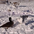 mewy walczece z gesia o chleb - zima nad jeziorem Ontario #gesi #mewy #zima #Kanada #widoki