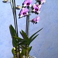 Dendrobium