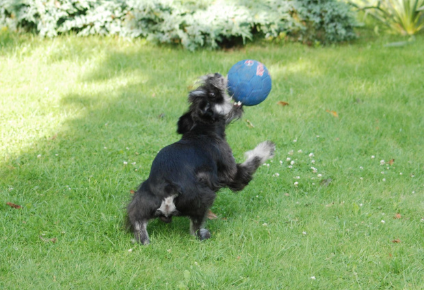 Zabawa z piłką #zwierzęta #psy