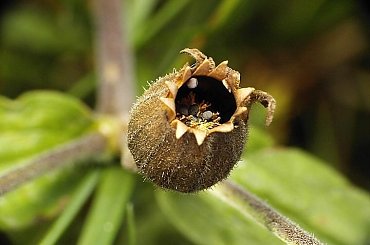 skakuny, pajęczaki, pająki, nasionka #skakuny #pajęczaki #pająki #nasionka