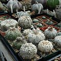 Astrophytum asterias