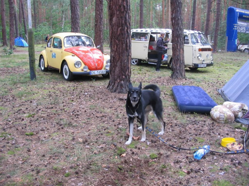 Na zlotach VW Mimi jeździ z nami #pies #psy #samochody #zloty #zwierzęta