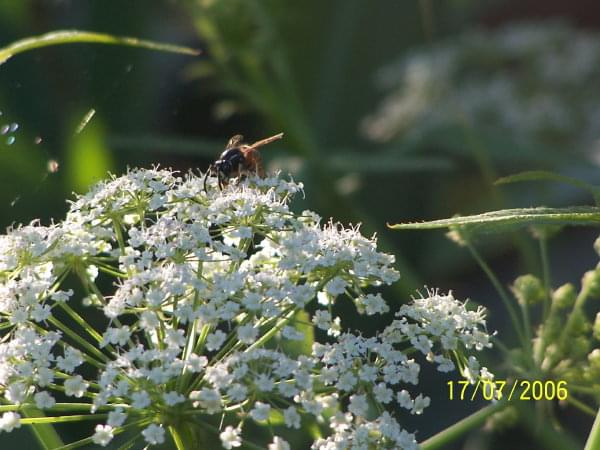 pszczółka #owady