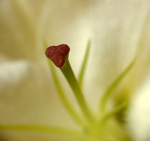 Lilllia... (inaczej) #Kwiaty #makro #rośliny
