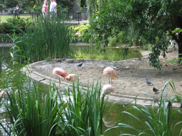 .. urlop w Warszawie .. (8.08.2008 - 11.08.2008) #warszawa #zoo #okęcie #lotnisko #boeing