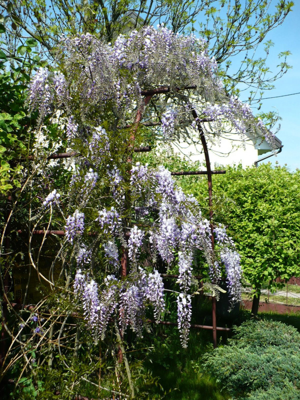 Wisteria-Glicynia