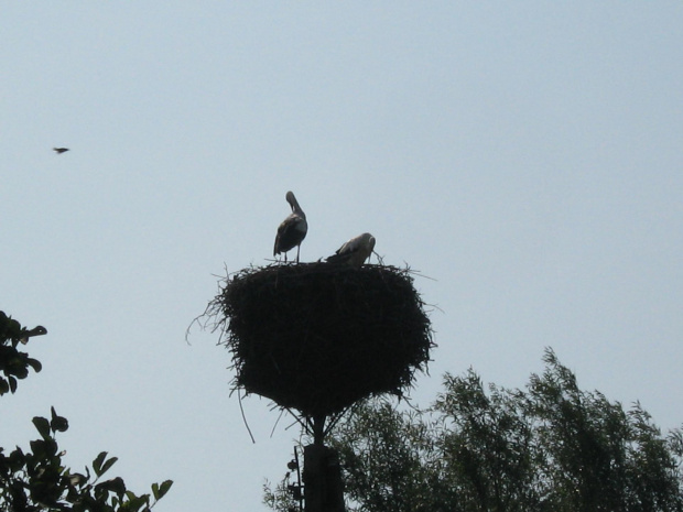 Bociany Lubelskie