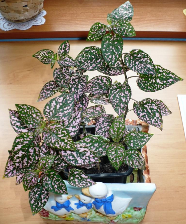 Hypoestes