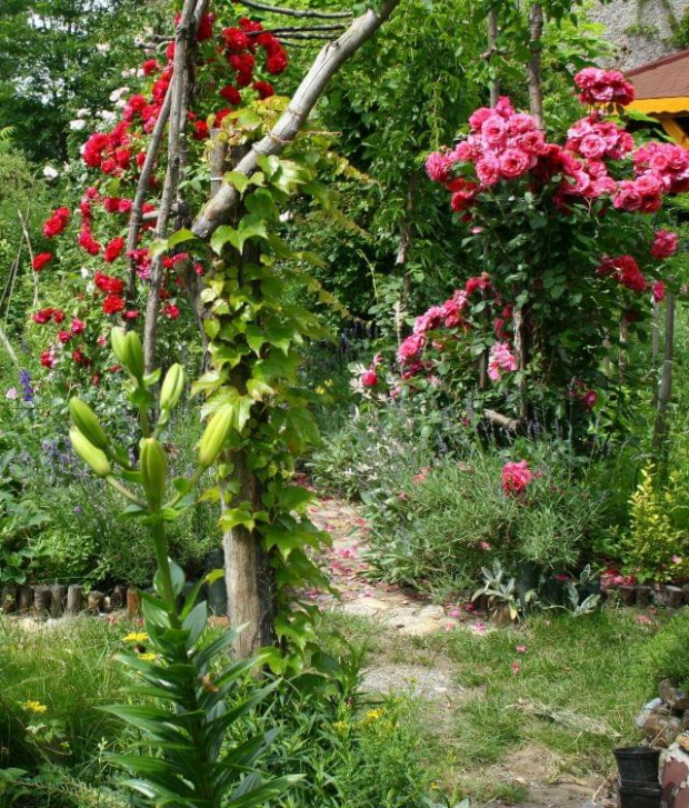 #ogród #kwiaty