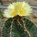 Astrophytum ornatum