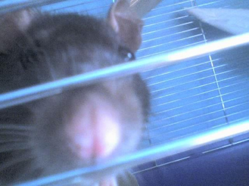 Gandalf
