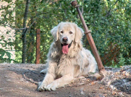 Owczarek podhalański - symbol gospodarki pasterskiej Podhala. #pies