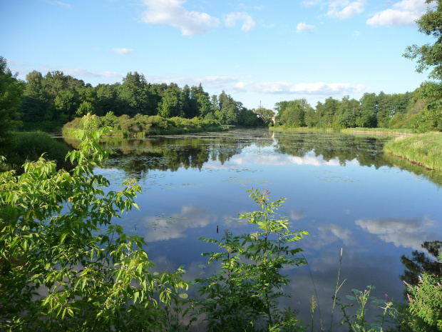 Białowieża