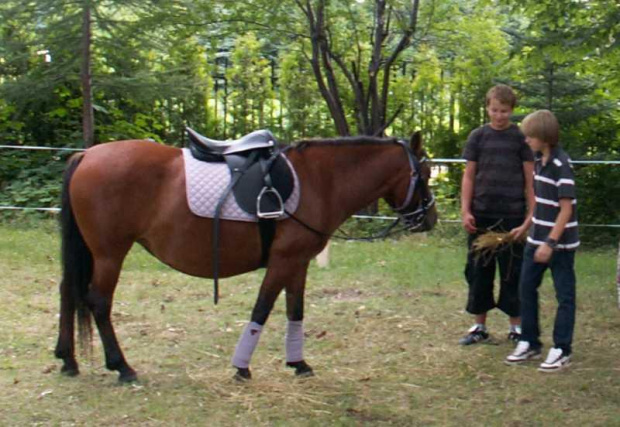 KLACZ PEPSI
UR 29.04.2002, GNIADA, BON. 78, OJCIEC PIAST, MATKA PATRIA, UJEŻDŻONA, SPOKOJNA, ZAŹREBIONA OG. SZAFIR, TERMIN WYŹREBIENIA POŁOWA KWIETNIA. DOBRY MATERIAŁ HODOWLANY.