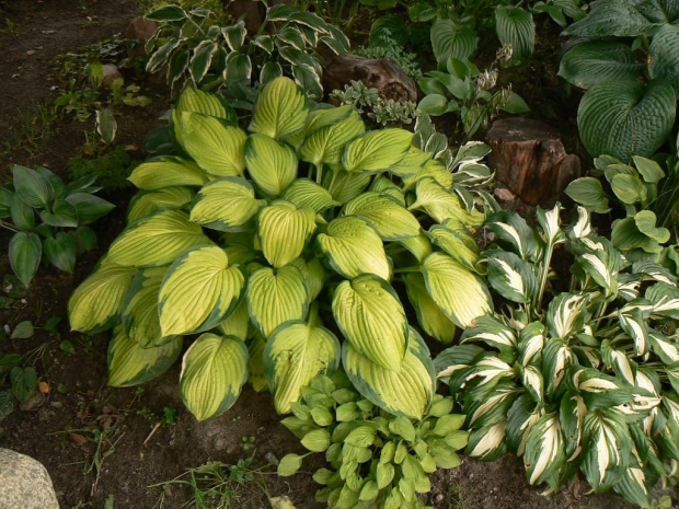 Hosta,Funkia