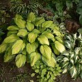 Hosta,Funkia