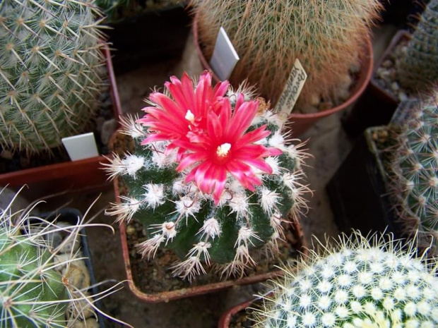 Parodia