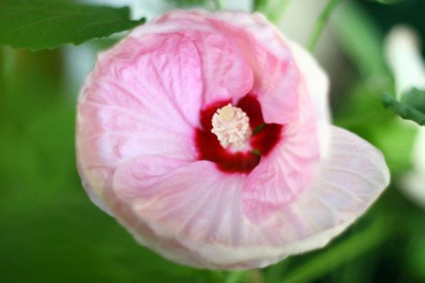 hibiskus #ogród #kwiatki