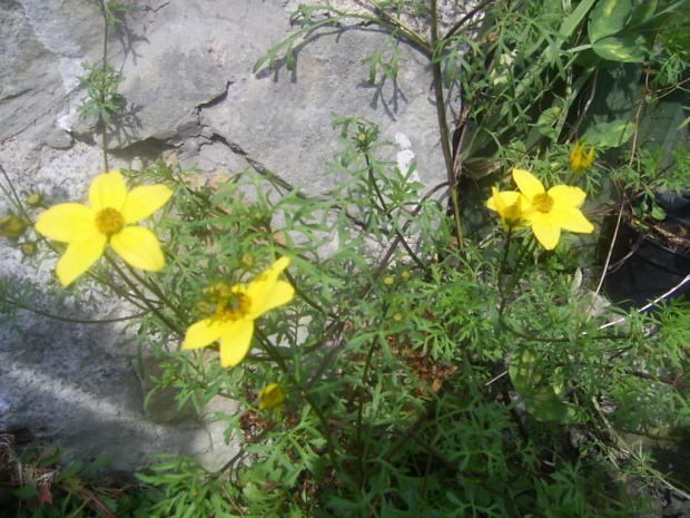 żółte kwiaty 3.09.08