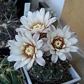 Gymnocalycium quehlianum