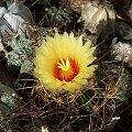 Astrophytum senile