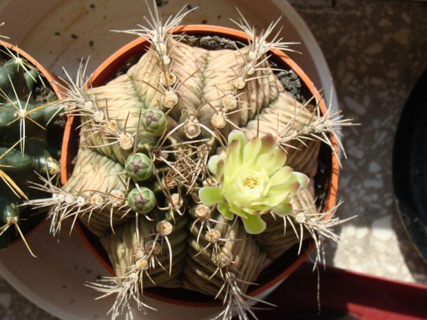 Gymnocalycium mihanovichii