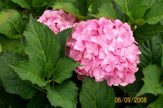 hortensja /hydrangea/