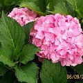 hortensja /hydrangea/