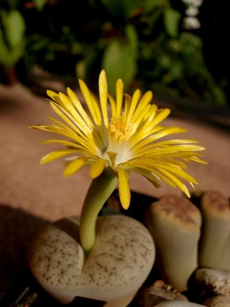 Lithops