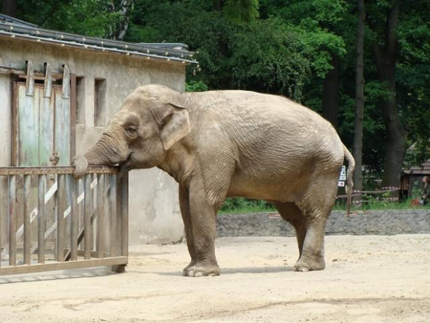 Nasze wszystkie dzieci i wnuki w łódzkim zoo