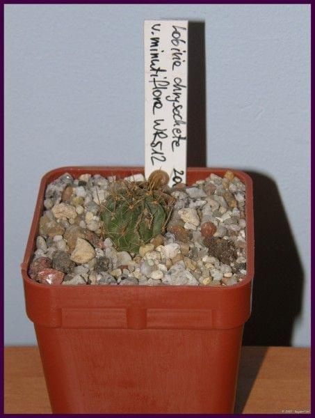Lobivia chrysochete v. minutiflora WR 512